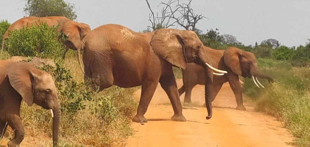 tsavo-east-national-park-kenya Elephants with cross wild safaris
