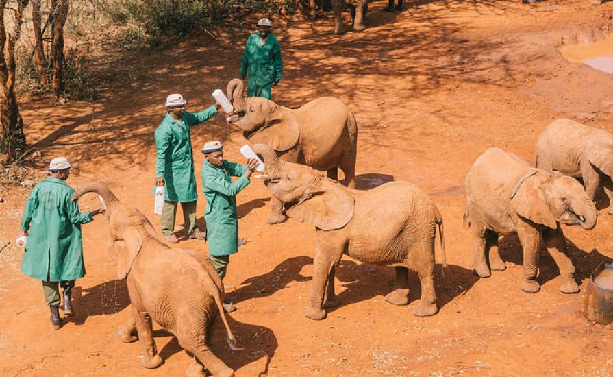 Nairobi city tour safari with cross wild safaris in dalphne sheldrik in Kenya