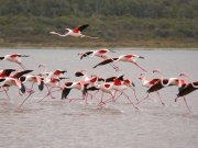 safari - flamingos in lake nakuru national park